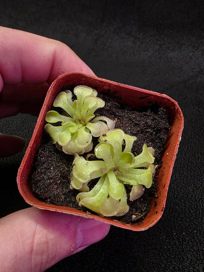Pinguicula Rotundiflora #03