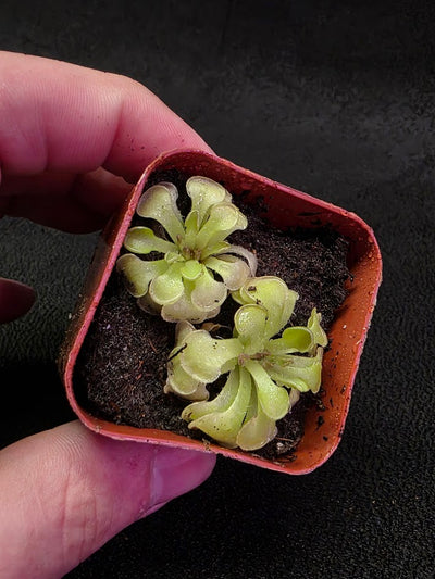 Pinguicula Rotundiflora #03