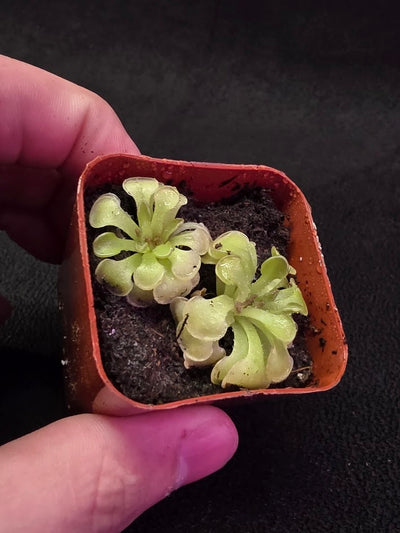 Pinguicula Rotundiflora #03