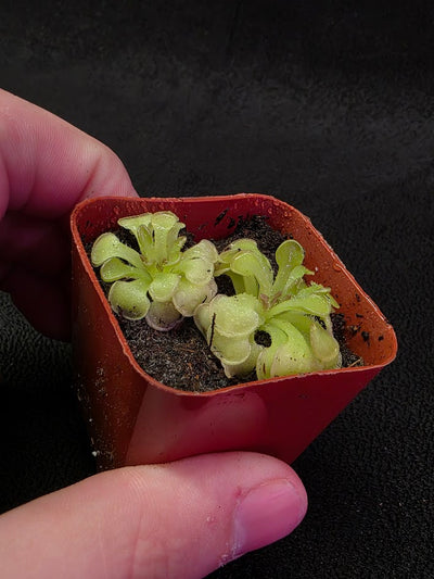 Pinguicula Rotundiflora #03