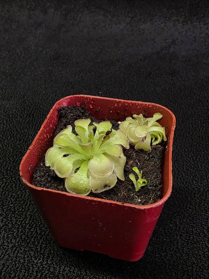 Pinguicula Rotundiflora #04