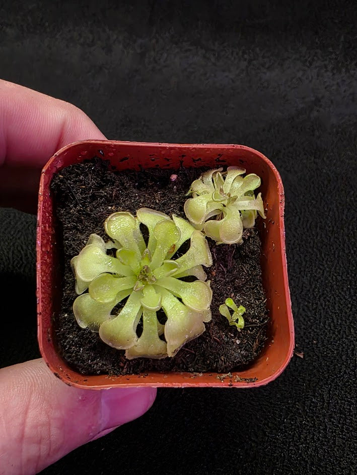 Pinguicula Rotundiflora #04