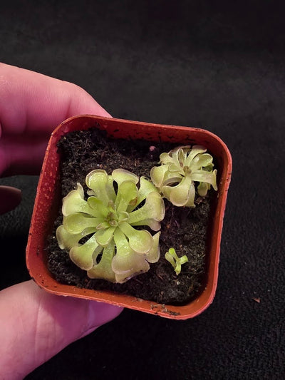 Pinguicula Rotundiflora #04