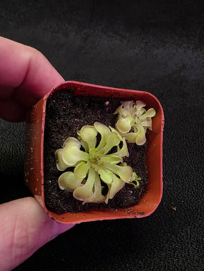 Pinguicula Rotundiflora #04