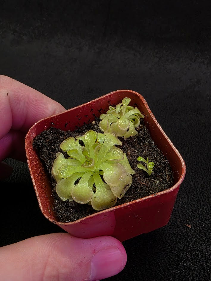 Pinguicula Rotundiflora #04