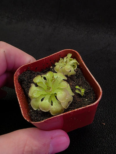 Pinguicula Rotundiflora #04