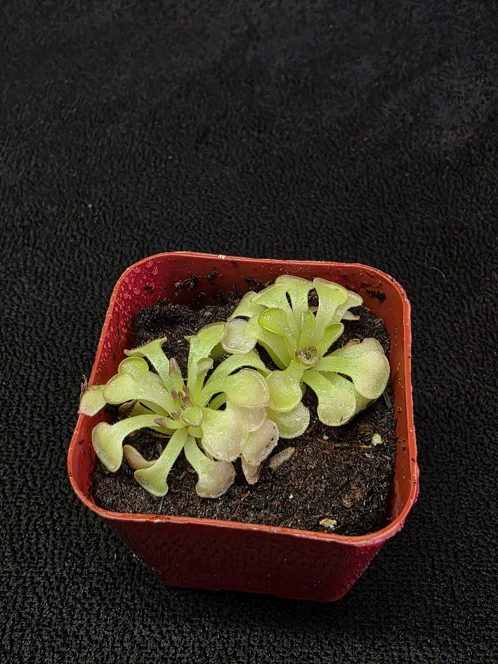Pinguicula Rotundiflora #05
