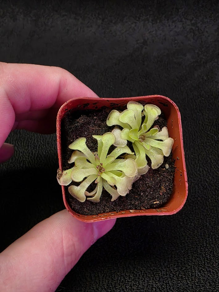 Pinguicula Rotundiflora #05