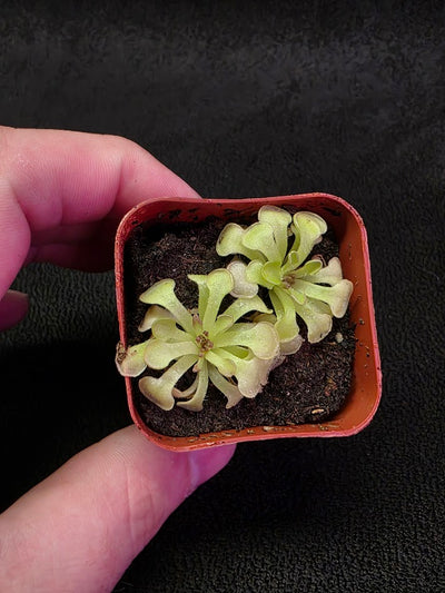 Pinguicula Rotundiflora #05