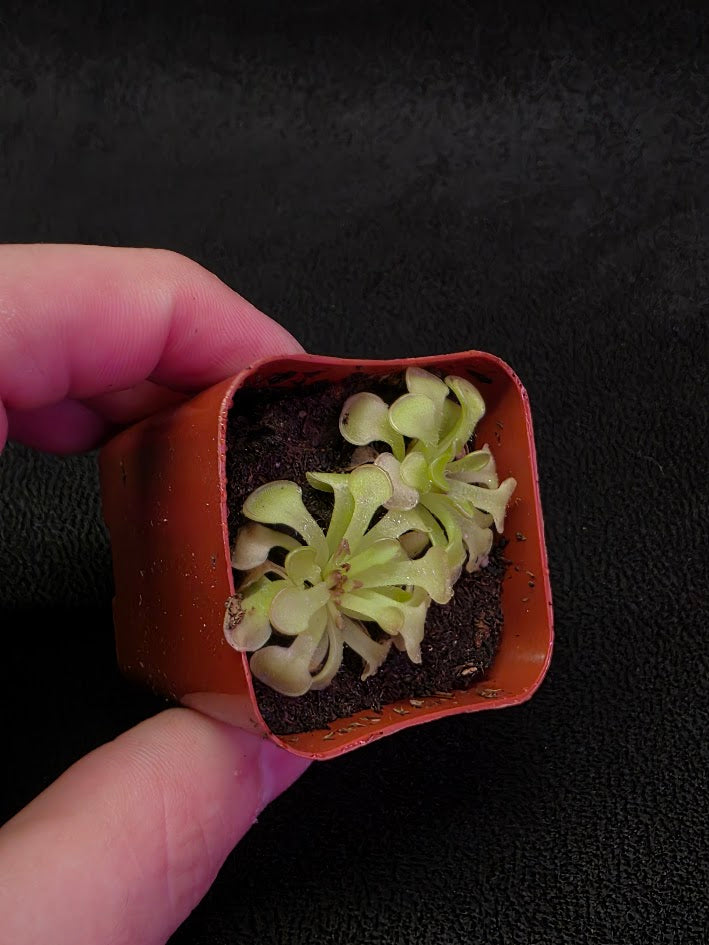 Pinguicula Rotundiflora #05