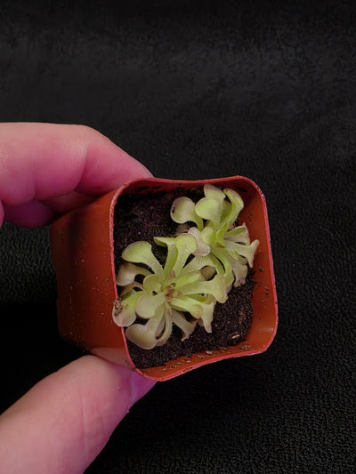 Pinguicula Rotundiflora #05