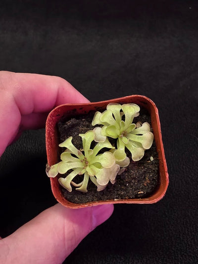 Pinguicula Rotundiflora #05