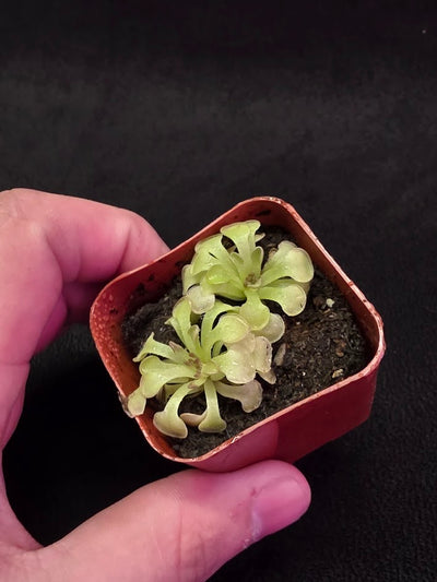 Pinguicula Rotundiflora #05