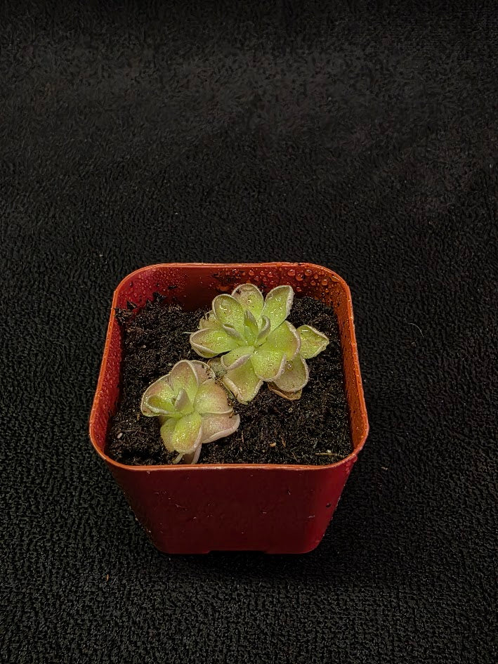 Pinguicula El Mirador #06