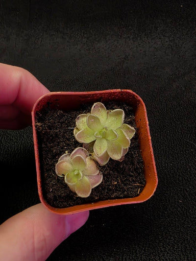 Pinguicula El Mirador #06
