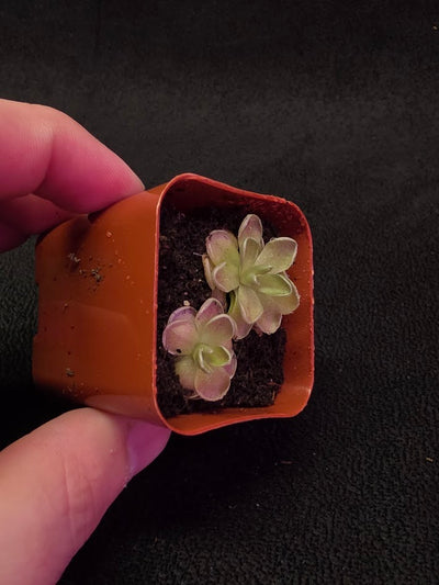 Pinguicula El Mirador #06