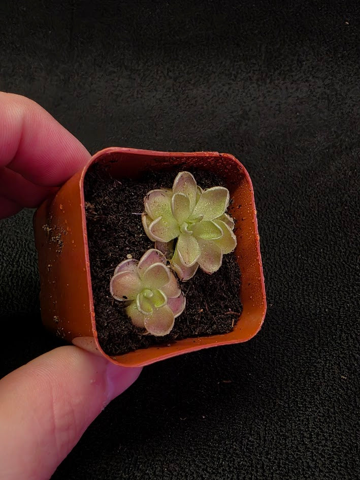 Pinguicula El Mirador #06