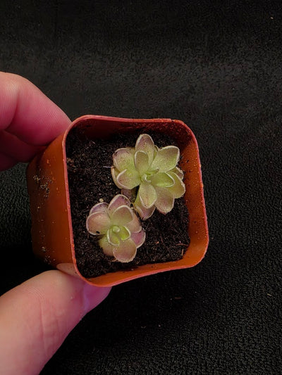 Pinguicula El Mirador #06