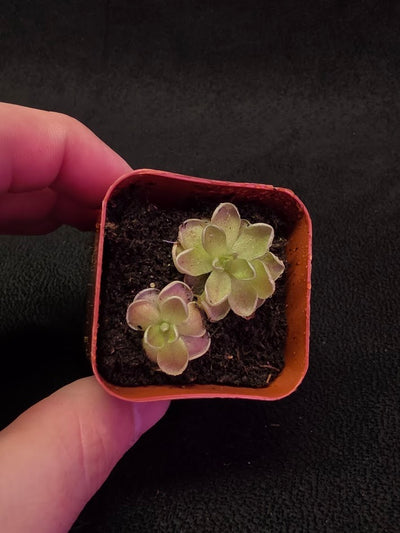 Pinguicula El Mirador #06
