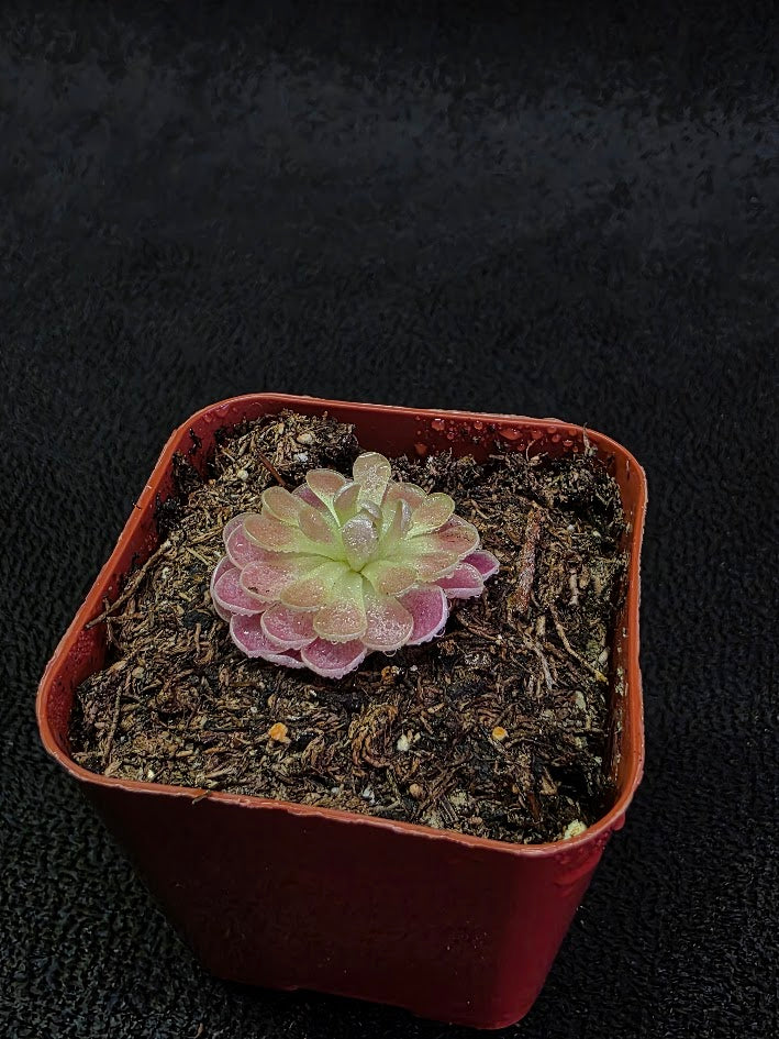 Pinguicula Florian #01