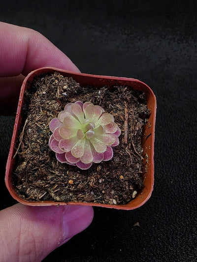 Pinguicula Florian #01