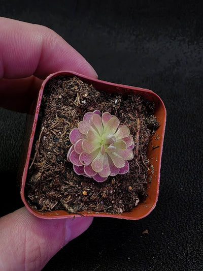 Pinguicula Florian #01