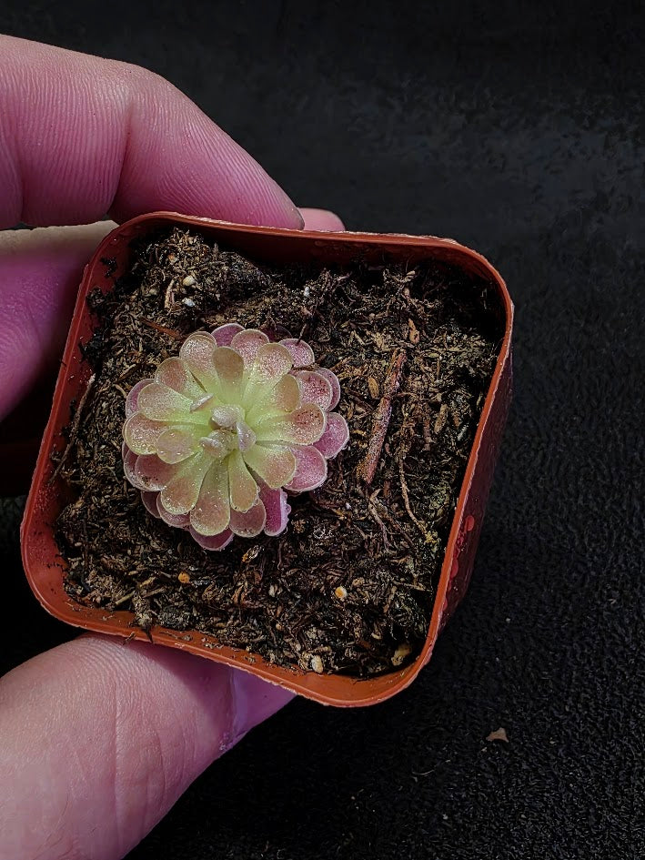 Pinguicula Florian #01