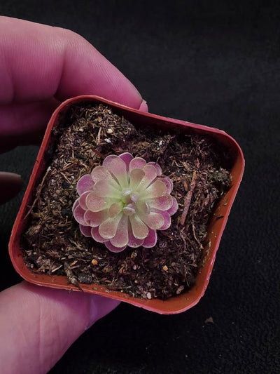 Pinguicula Florian #01