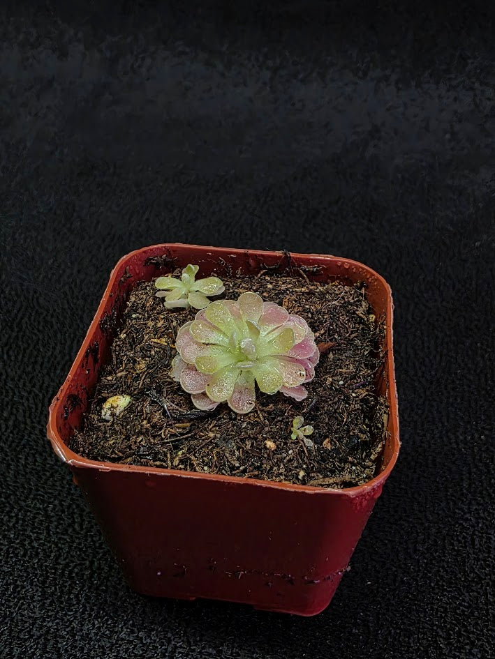 Pinguicula Florian #02