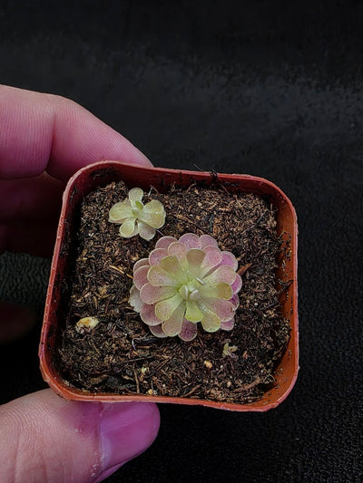 Pinguicula Florian #02