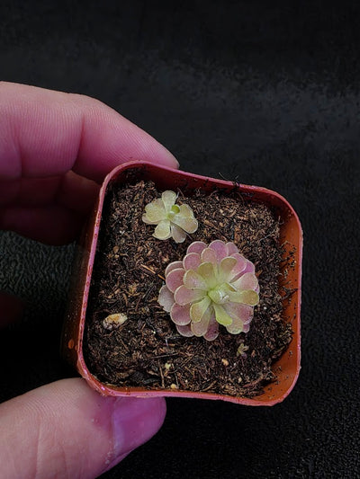 Pinguicula Florian #02
