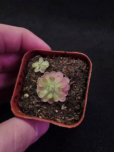 Pinguicula Florian #02