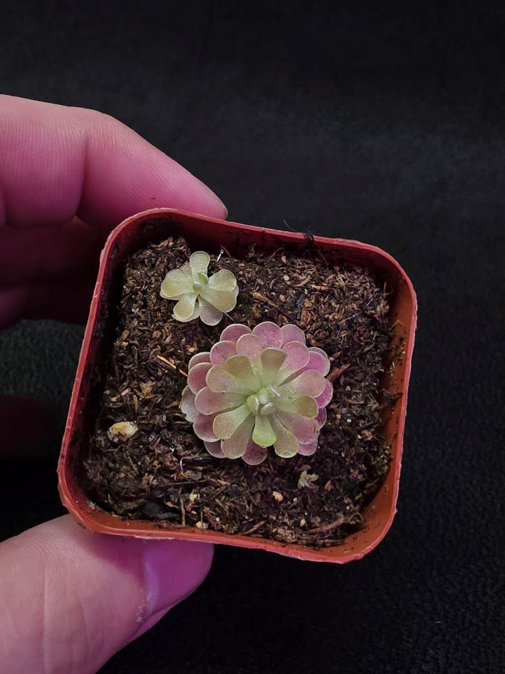 Pinguicula Florian #02