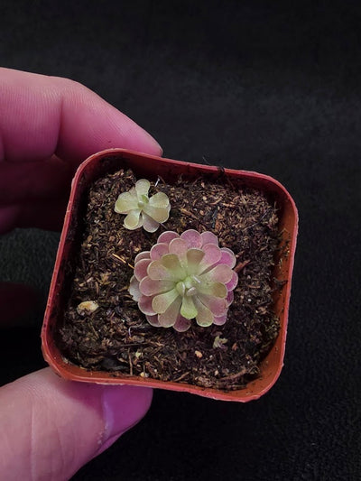 Pinguicula Florian #02