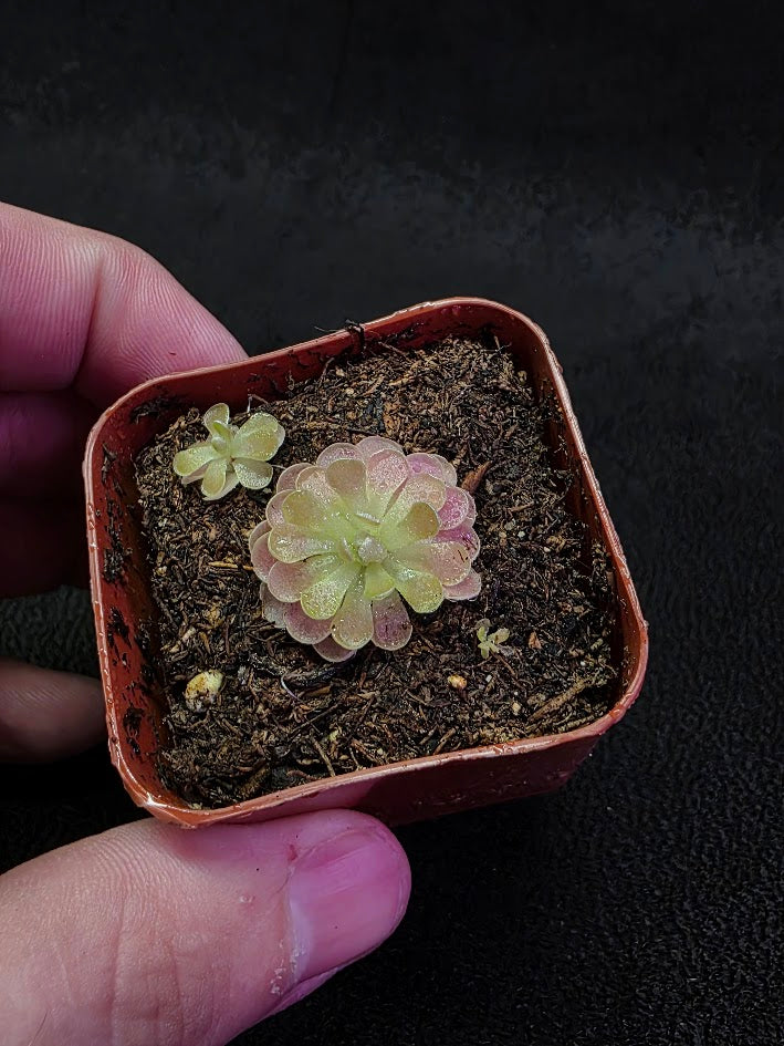 Pinguicula Florian #02