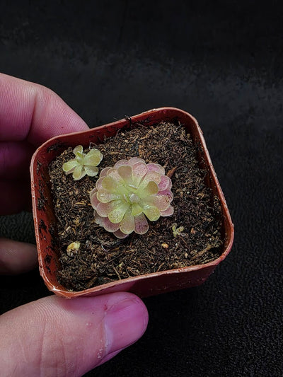 Pinguicula Florian #02