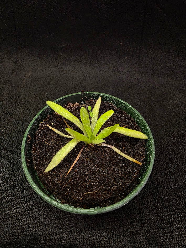 Pinguicula Pink Moon #01
