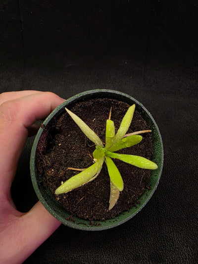 Pinguicula Pink Moon #01