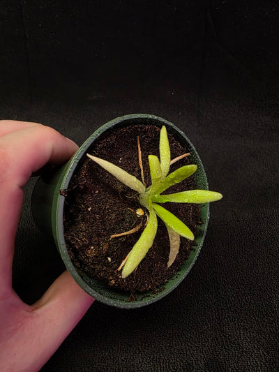 Pinguicula Pink Moon #01