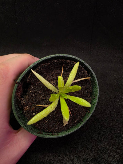 Pinguicula Pink Moon #01
