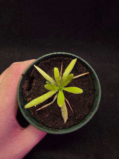 Pinguicula Pink Moon #01