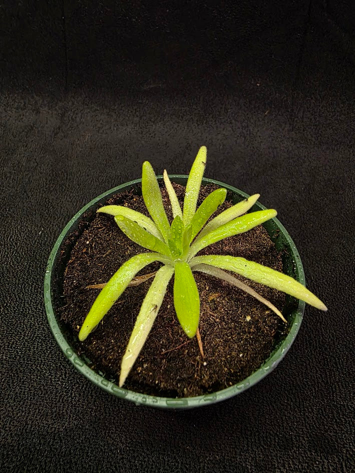 Pinguicula Pink Moon #02