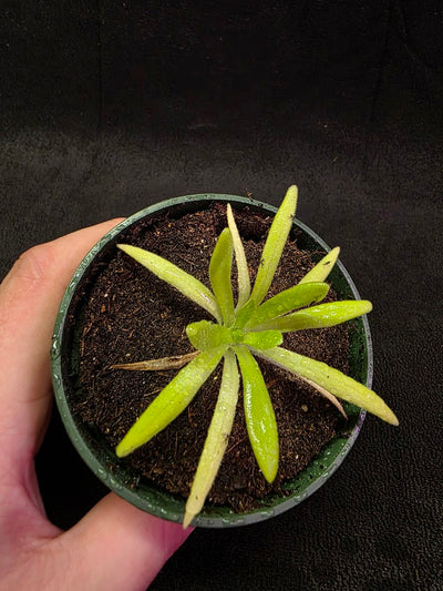 Pinguicula Pink Moon #02