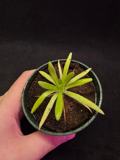 Pinguicula Pink Moon #02
