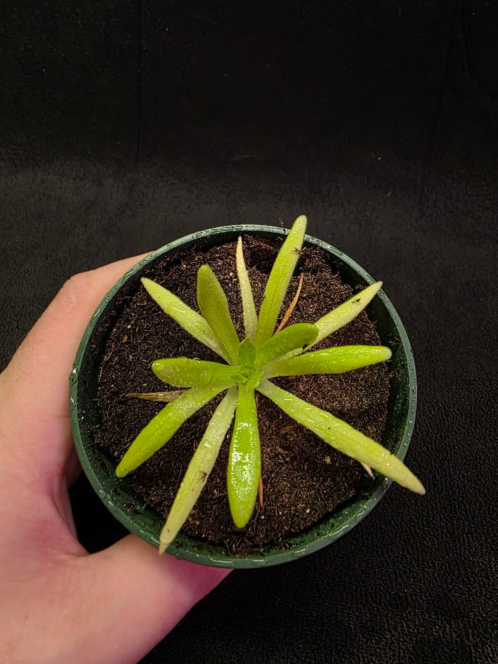 Pinguicula Pink Moon #02