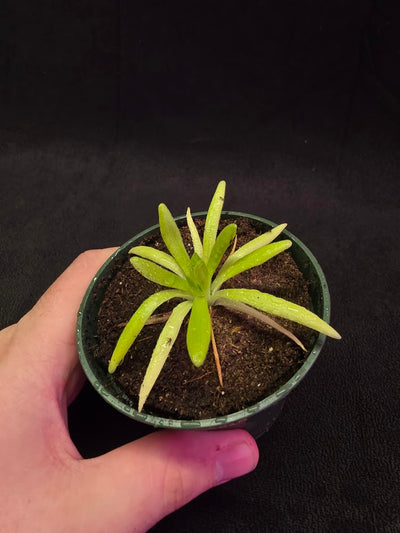 Pinguicula Pink Moon #02