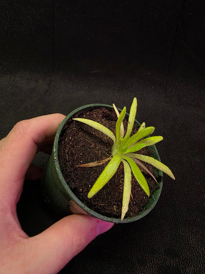 Pinguicula Pink Moon #02