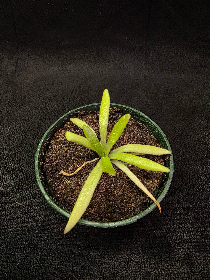 Pinguicula Pink Moon #03