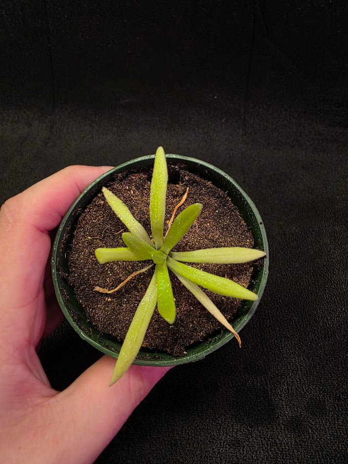 Pinguicula Pink Moon #03