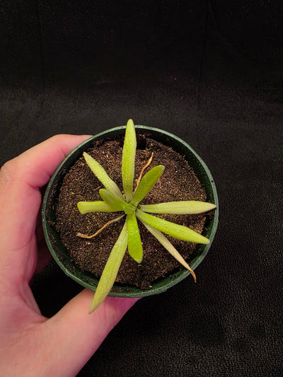 Pinguicula Pink Moon #03